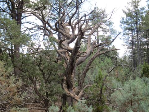 2867 Deer Trl, Overgaard, AZ 85933 photo 10