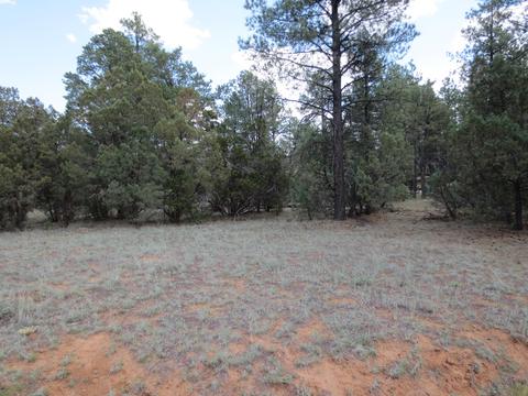 2867 Deer Trl, Overgaard, AZ 85933 photo 2