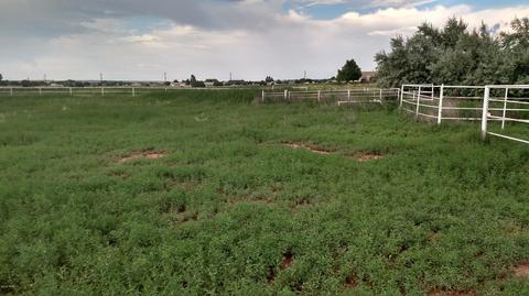 115 S Dewitt, Snowflake, AZ 85937 photo 42