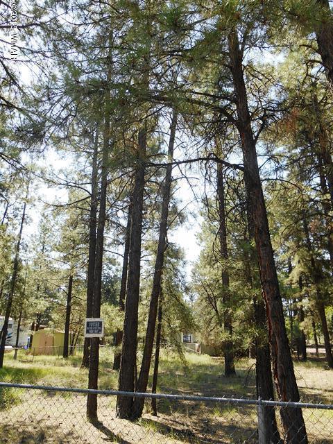 2193 Teddy Bear Ln, Overgaard, AZ 85933 photo 7