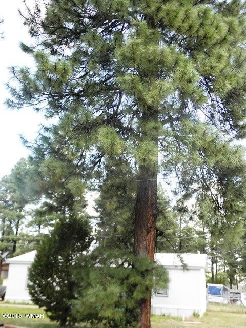 2178 Ruby Ln, Overgaard, AZ 85933 photo 5