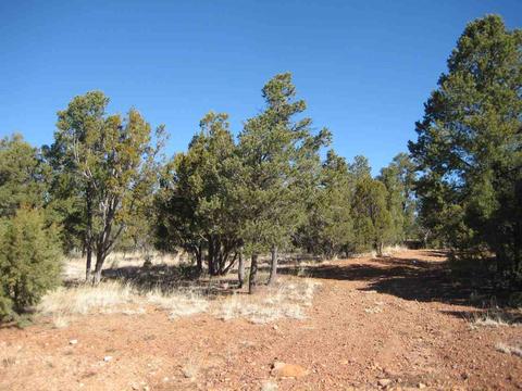2874 Four Pt, Overgaard, AZ 85933 photo 9