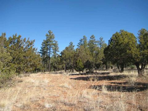 2874 Four Pt, Overgaard, AZ 85933 photo 6