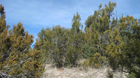 1950 Bear Cave Cir, Overgaard, AZ 85933 photo 4