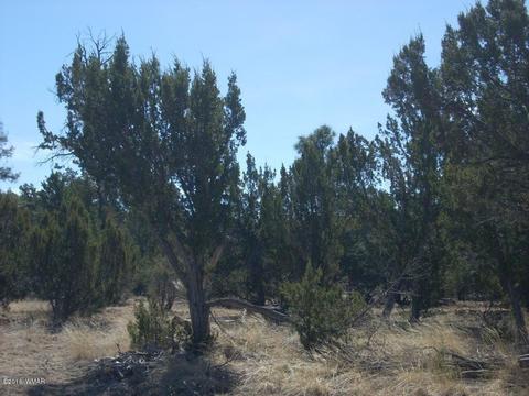 3241 Bigler Rd, Overgaard, AZ 85933 photo 8