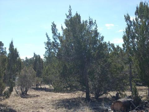 3241 Bigler Rd, Overgaard, AZ 85933 photo 10