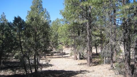 2878 Silver Dollar St, Overgaard, AZ 85933 photo 17