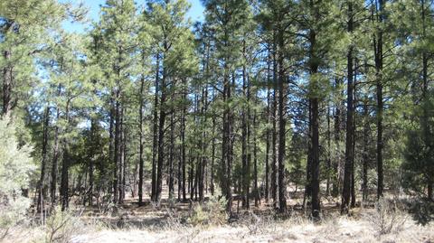 2878 Silver Dollar St, Overgaard, AZ 85933 photo 11