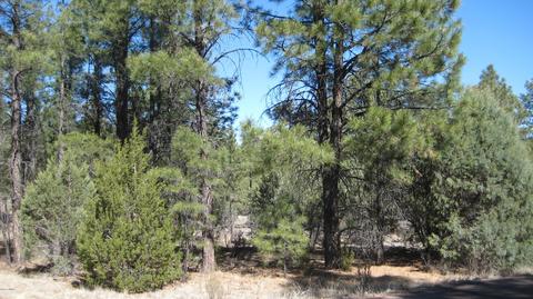 2878 Silver Dollar St, Overgaard, AZ 85933 photo 8