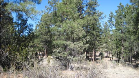 2878 Silver Dollar St, Overgaard, AZ 85933 photo 9