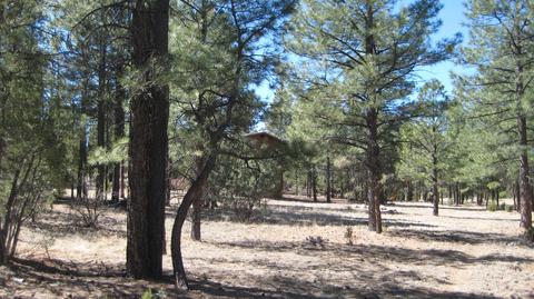2878 Silver Dollar St, Overgaard, AZ 85933 photo 4