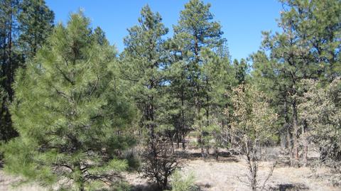 2878 Silver Dollar St, Overgaard, AZ 85933 photo 7