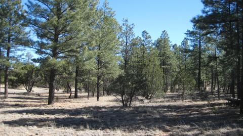 2878 Silver Dollar St, Overgaard, AZ 85933 photo 13