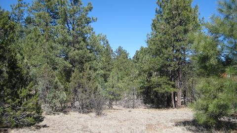 2878 Silver Dollar St, Overgaard, AZ 85933 photo 2