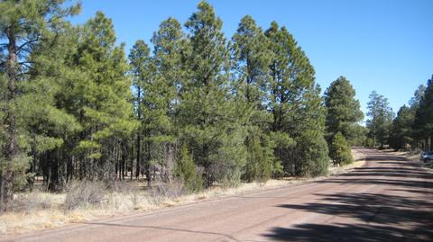 2878 Silver Dollar St, Overgaard, AZ 85933 photo 6