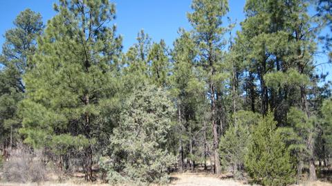 2878 Silver Dollar St, Overgaard, AZ 85933 photo 20
