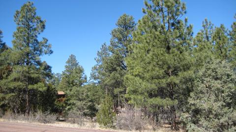 2878 Silver Dollar St, Overgaard, AZ 85933 photo 22