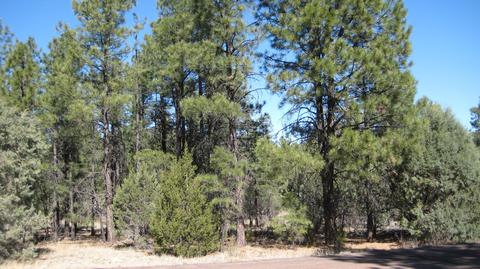 2878 Silver Dollar St, Overgaard, AZ 85933 photo 21