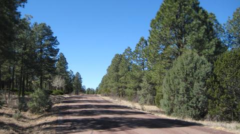 2878 Silver Dollar St, Overgaard, AZ 85933 photo 5