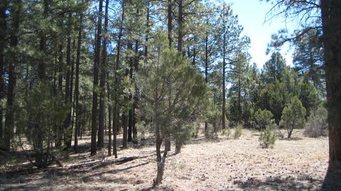 2878 Silver Dollar St, Overgaard, AZ 85933 photo 12