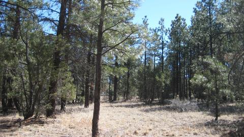 2878 Silver Dollar St, Overgaard, AZ 85933 photo 15
