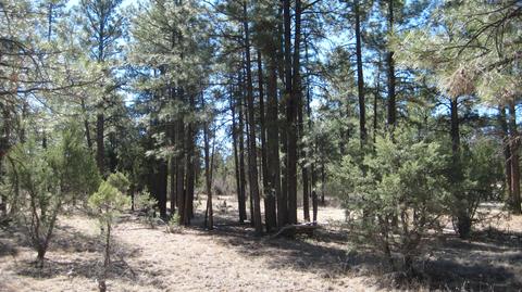 2878 Silver Dollar St, Overgaard, AZ 85933 photo 14