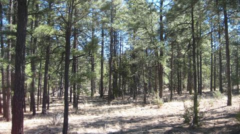 2878 Silver Dollar St, Overgaard, AZ 85933 photo 3