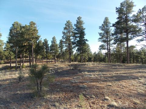 2968 Constellation # A, Overgaard, AZ 85933 photo 12