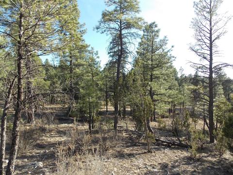 2968 Constellation # A, Overgaard, AZ 85933 photo 7