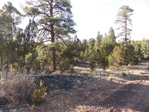2968 Constellation # A, Overgaard, AZ 85933 photo 4