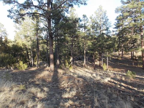 2968 Constellation # A, Overgaard, AZ 85933 photo 15