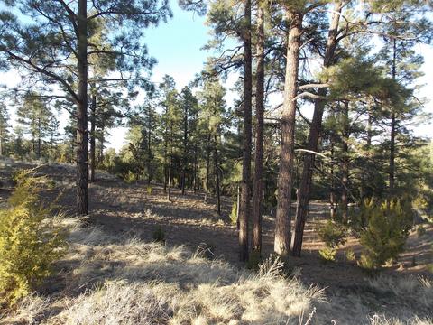 2968 Constellation # A, Overgaard, AZ 85933 photo 19