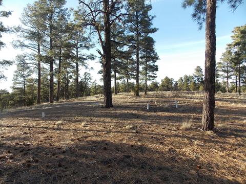 2968 Constellation # A, Overgaard, AZ 85933 photo 17
