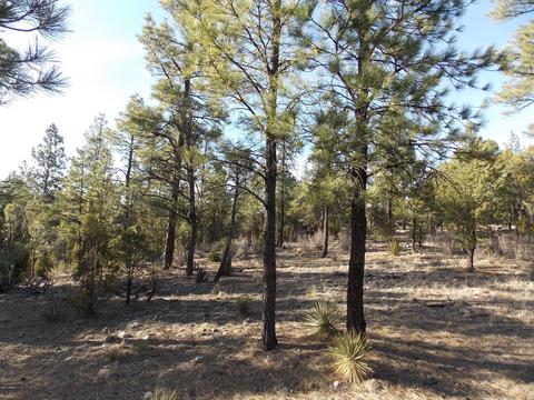 2968 Constellation # A, Overgaard, AZ 85933 photo 6
