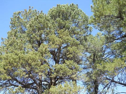 1988 Stagg Run, Overgaard, AZ 85933 photo 5