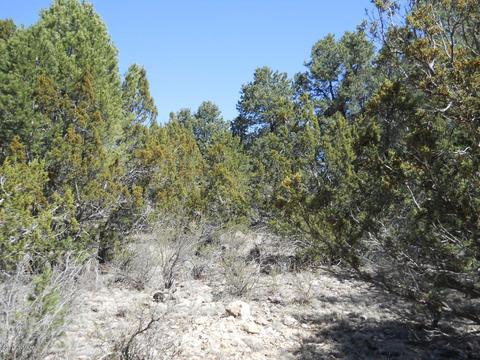 1988 Stagg Run, Overgaard, AZ 85933 photo 11