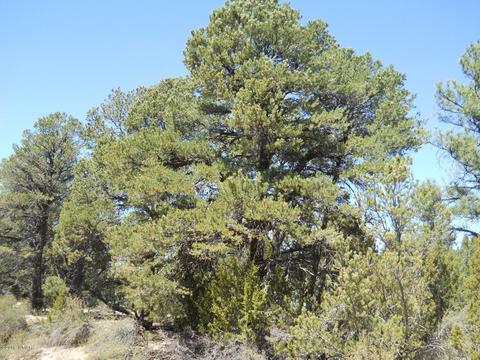 1988 Stagg Run, Overgaard, AZ 85933 photo 4