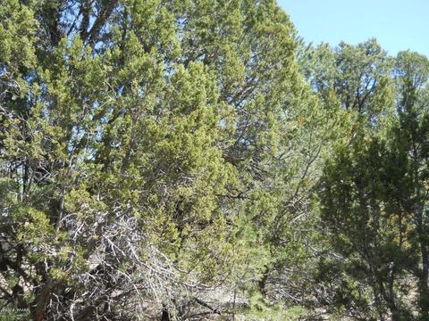 1988 Stagg Run, Overgaard, AZ 85933 photo 15