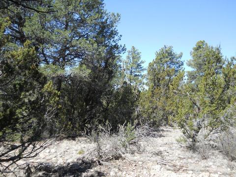1988 Stagg Run, Overgaard, AZ 85933 photo 10
