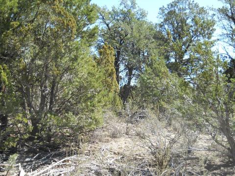1988 Stagg Run, Overgaard, AZ 85933 photo 12