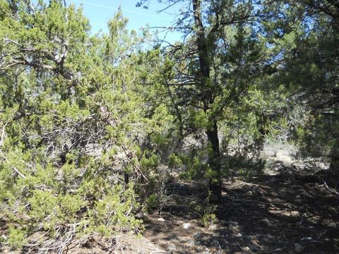 1988 Stagg Run, Overgaard, AZ 85933 photo 7