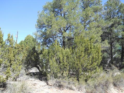 1988 Stagg Run, Overgaard, AZ 85933 photo 17