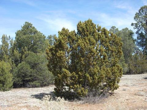 3335 Tonto Dr, Overgaard, AZ 85933 photo 4