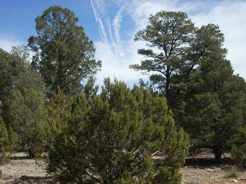 3335 Tonto Dr, Overgaard, AZ 85933 photo 10