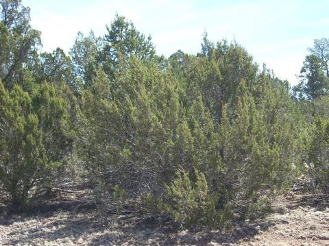 3335 Tonto Dr, Overgaard, AZ 85933 photo 8