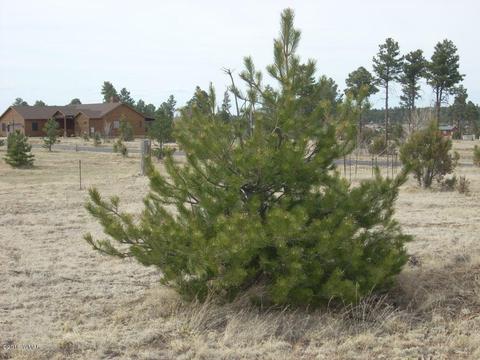 2249 Big Bear Cir, Overgaard, AZ 85933 photo 10