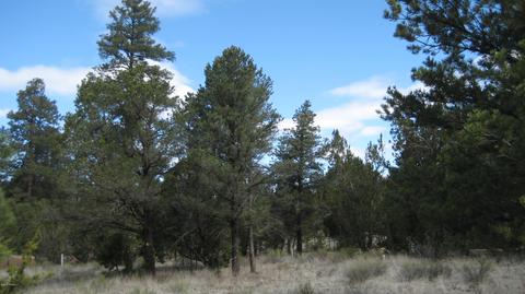 3344 Turkey Run, Overgaard, AZ 85933 photo 11