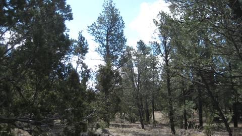 3344 Turkey Run, Overgaard, AZ 85933 photo 10
