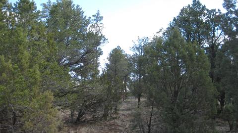 3344 Turkey Run, Overgaard, AZ 85933 photo 12