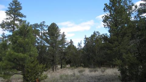 3344 Turkey Run, Overgaard, AZ 85933 photo 13